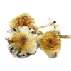 Alcabenzi Magic Mushrooms