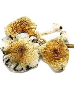 Alcabenzi Magic Mushrooms