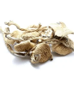 Amazonian Magic Mushrooms