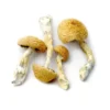 Aztec Magic Mushrooms