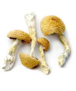 Aztec Magic Mushrooms