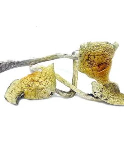 B+ Cubensis Magic Mushrooms
