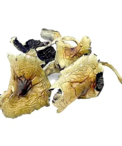 Brazilian Magic Mushrooms