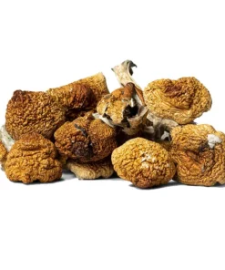 Daddy Long Legs Magic Mushrooms