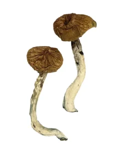Dancing Tiger Magic Mushrooms