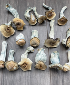 Penis Envy Mushroom