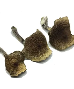 HillBilly Magic Mushrooms