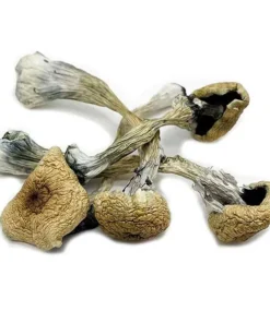 Treasure Coast Mushrooms