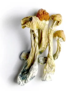 Tri-Colour Ecuadorian mushroom 