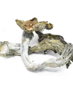  Vietnamese Mushrooms For Sale 