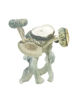 White Rabbit Mushroom 