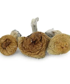 Z Strain  Mushrooms For sale 