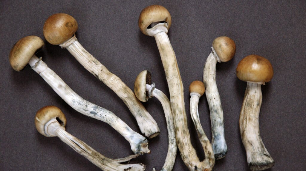Duration and Effects of Shrooms