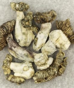 White Burma mushroom